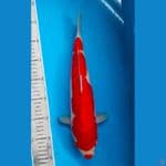 kucibeni kohaku ory Red strong