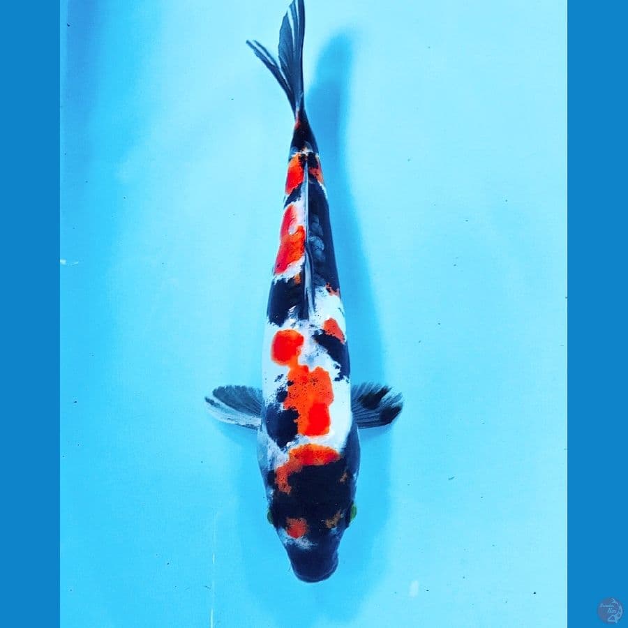 doitsu showa 20cm