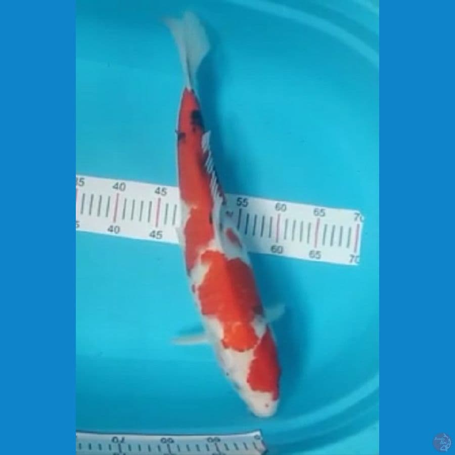 showa tategoi gadis 50cm