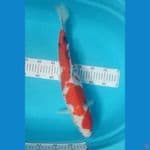 showa tategoi gadis 50cm