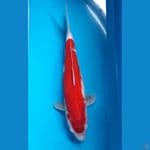 kohaku red strong