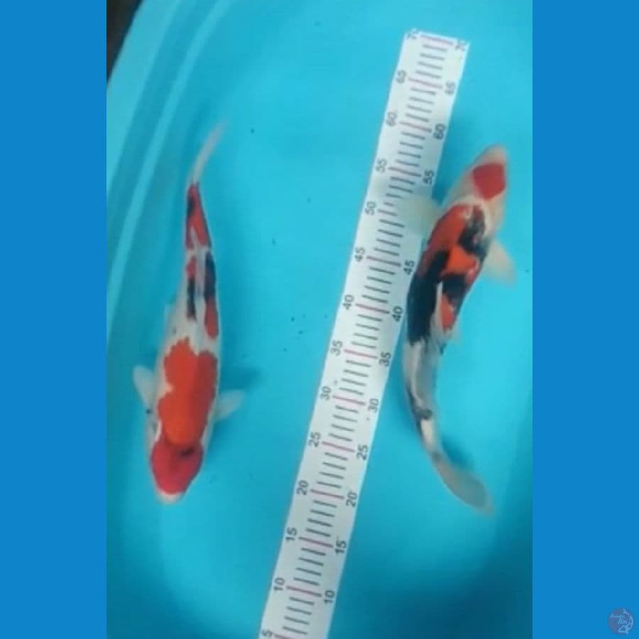showa 38cm