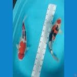 showa 38cm 