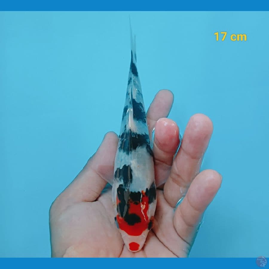 Tancho showa 17 cm