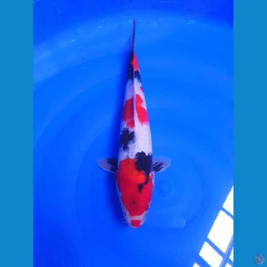 Showa male 33cm original