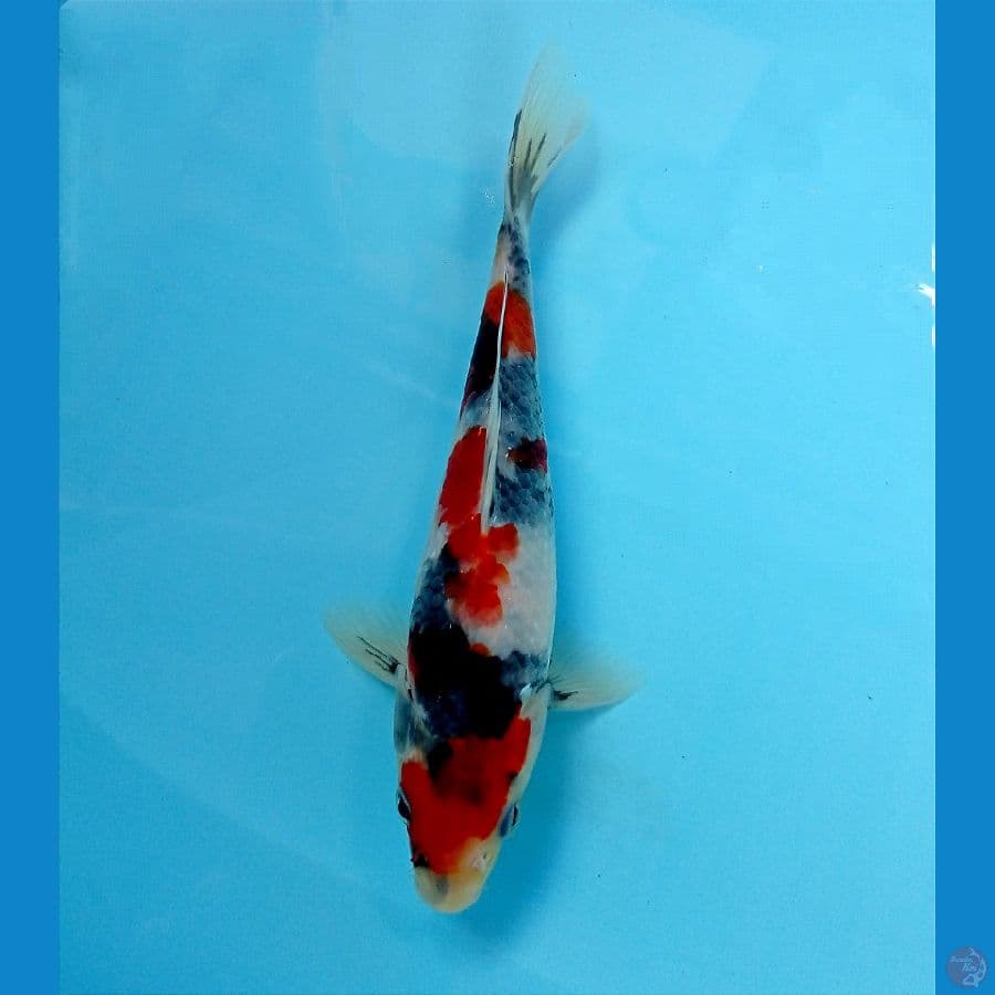 showa hikari 18 cm