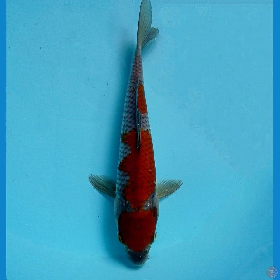 ochiba 20cm 
