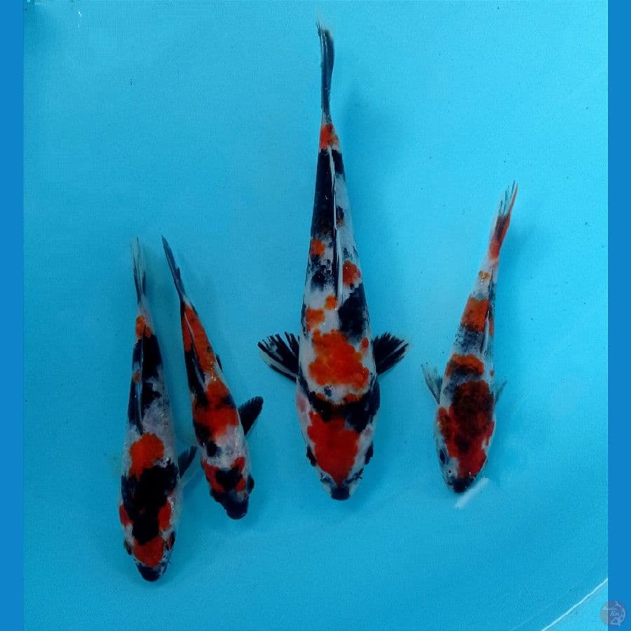 showa 11-20cm