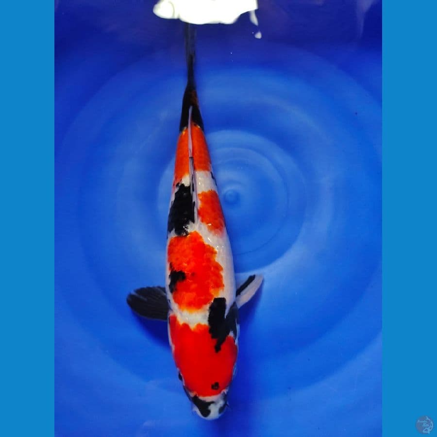 showa male 31cm