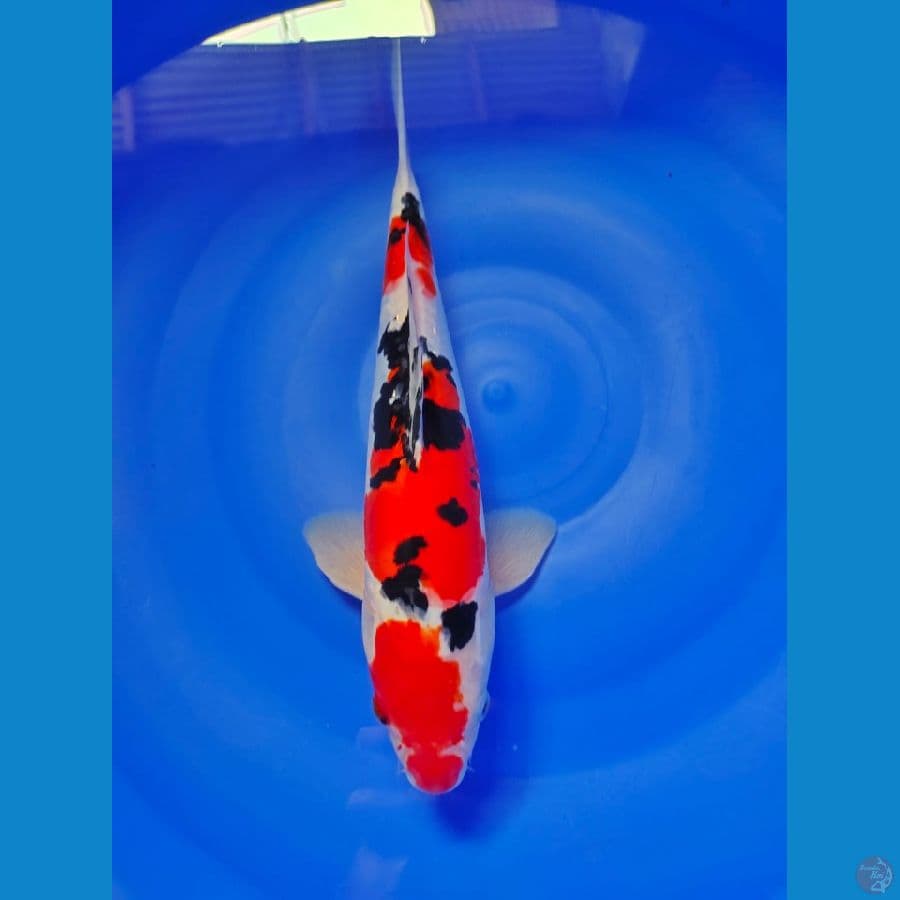 sanke doithsu male 32cm