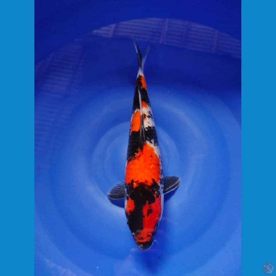 showa male 30cm