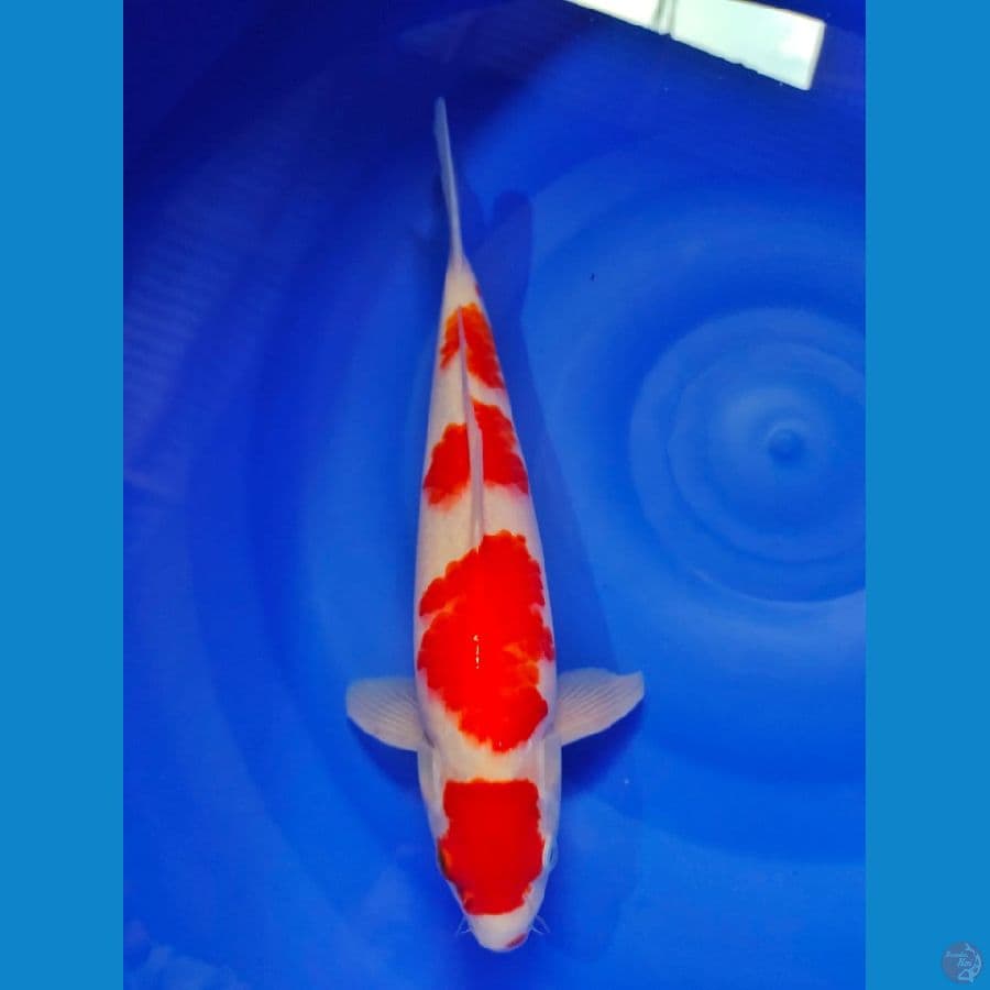 kohaku male 32cm
