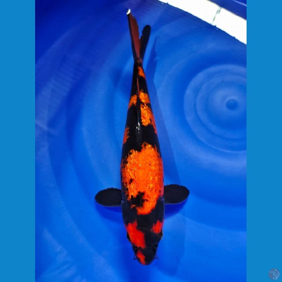 uthsuri ginrin male 31cm