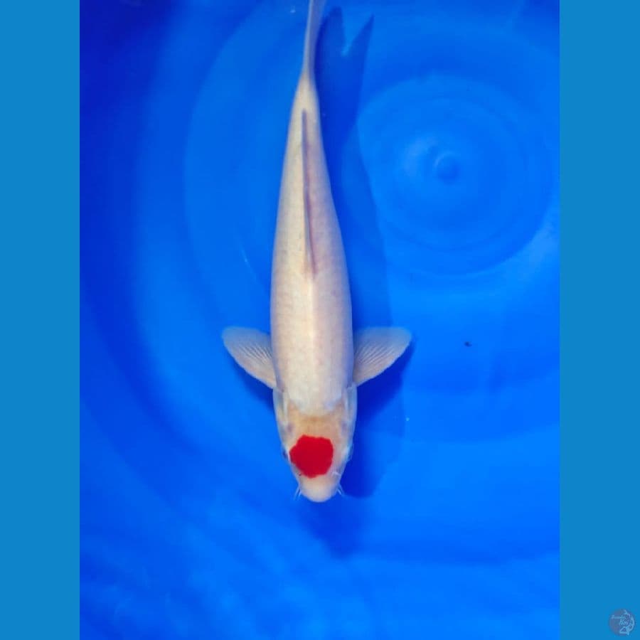 tanci male 29cm 