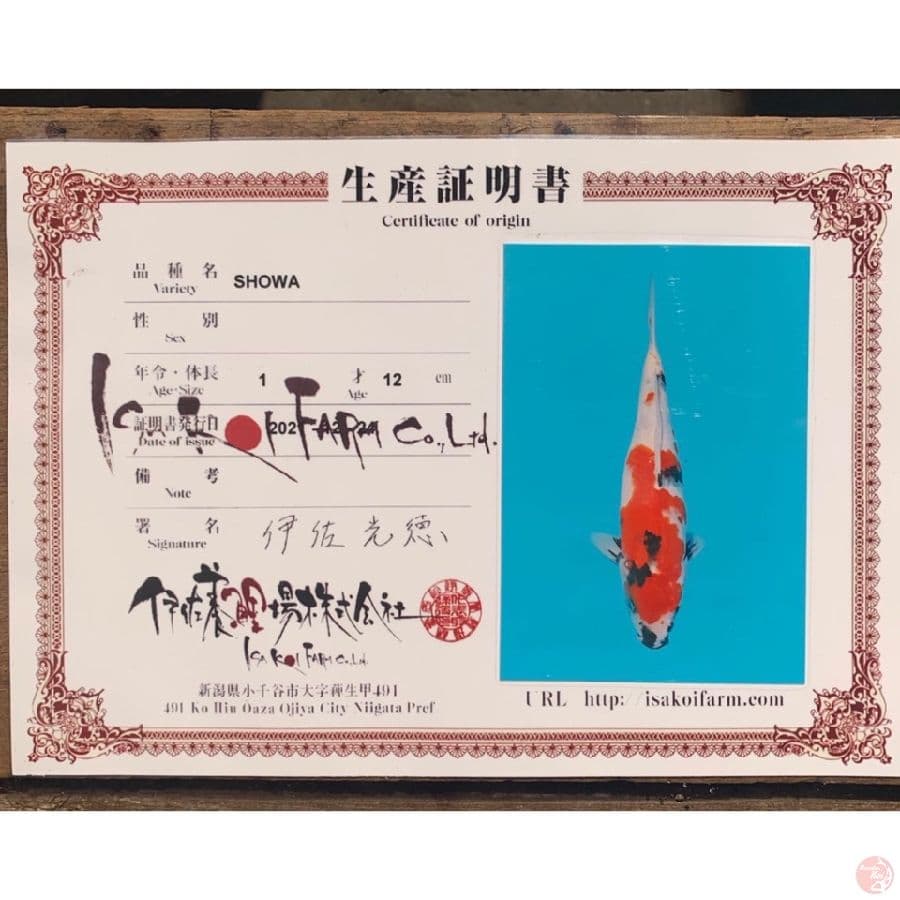 isa showa 35cm