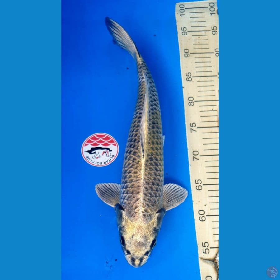 MUKASHI SISIK RAPI 43/Male
