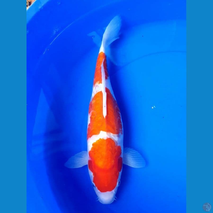 DOITSU KOHAKU 33/Female