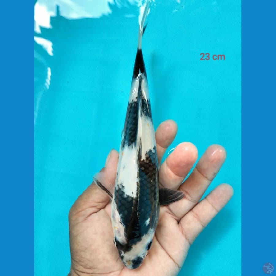 SHIRO 23CM ™