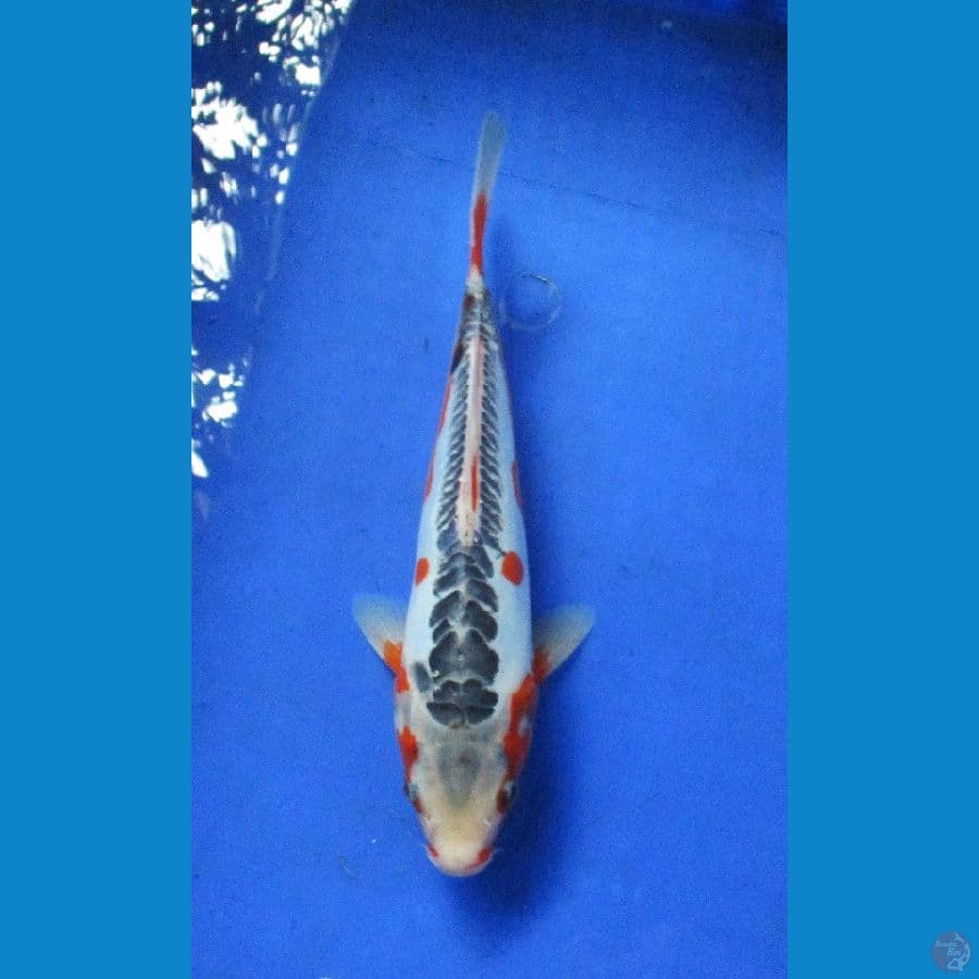 shusui ±28cm