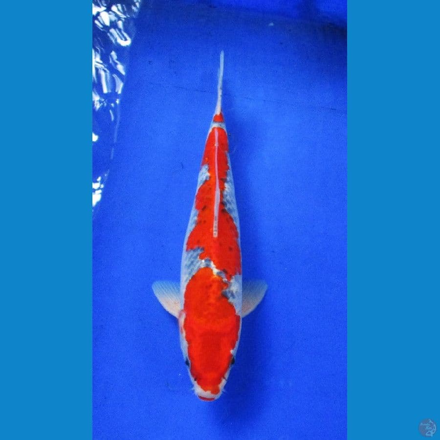 inazuma goshiki ±33cm