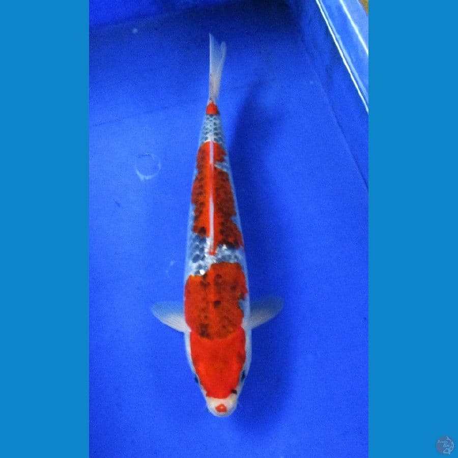 goshiki ±35cm