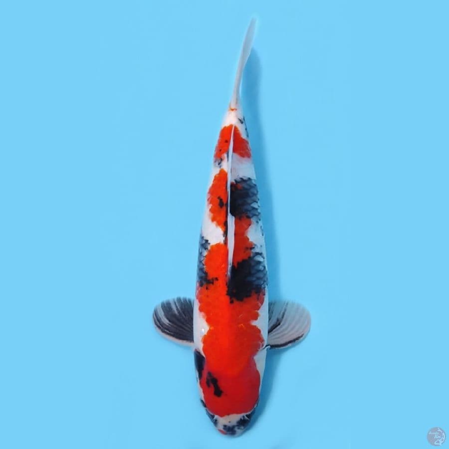 SHOWA BAKAT JUMBO ~43CM/MALE~