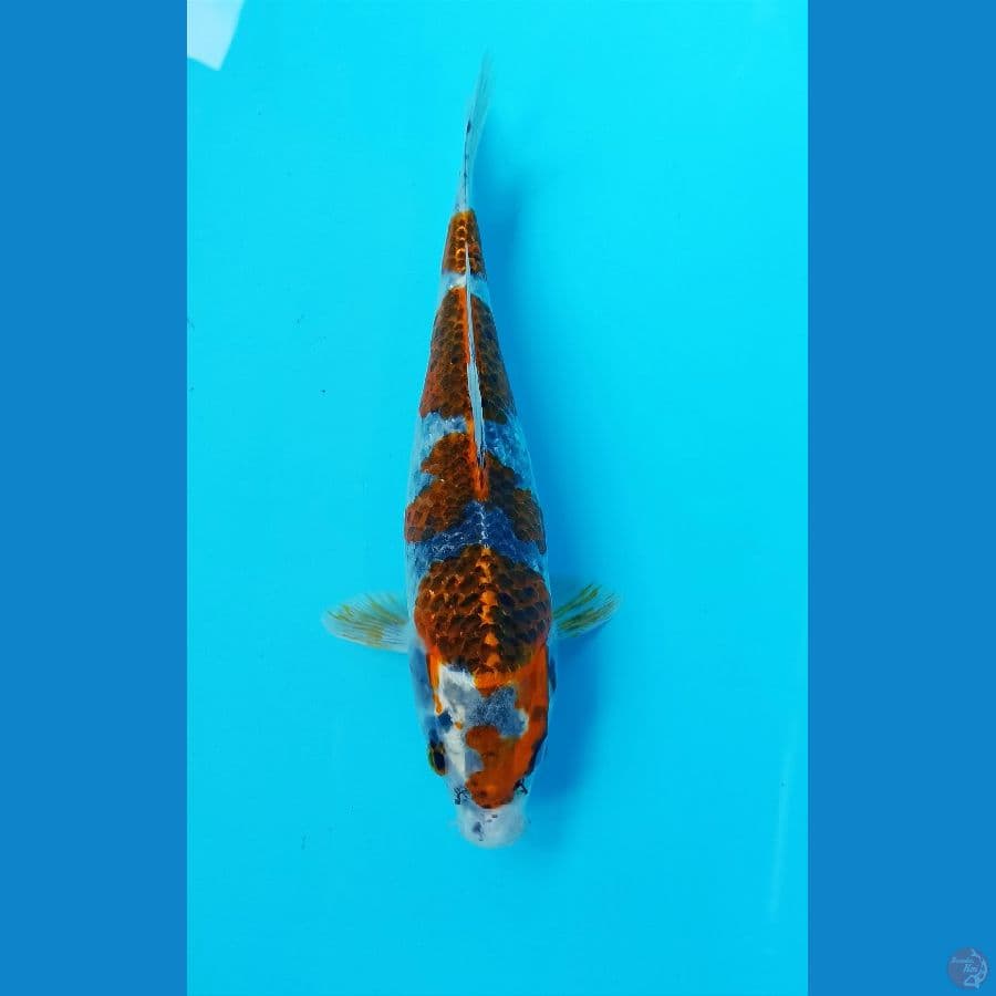 goshiki 28cm