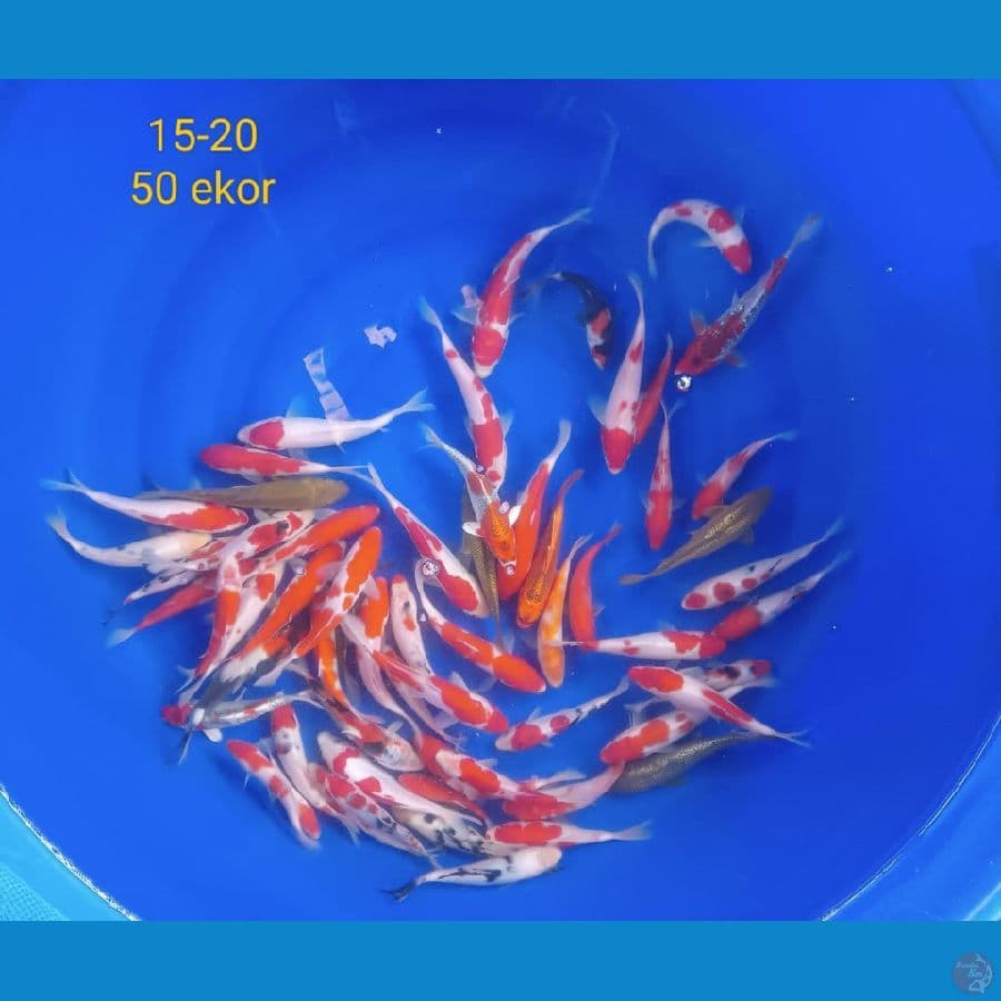 mix 15-20 cm