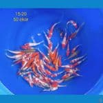 mix 15-20 cm