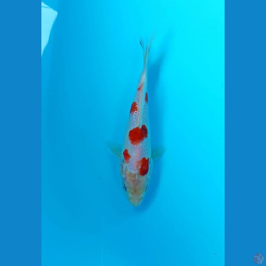 showa tategoi 15cm