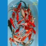 mix 20-27 cm 35 ekor