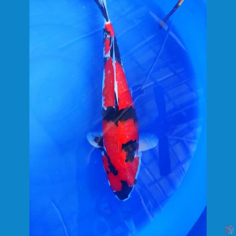 Showa ISA 56cm