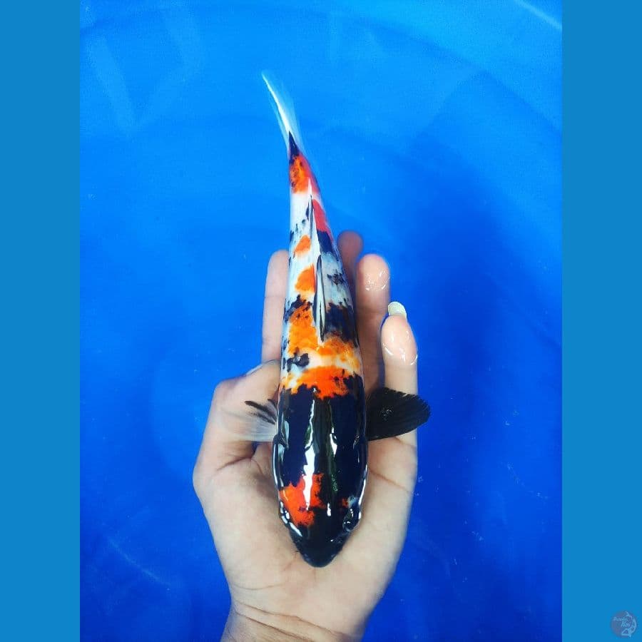 Showa 26cm