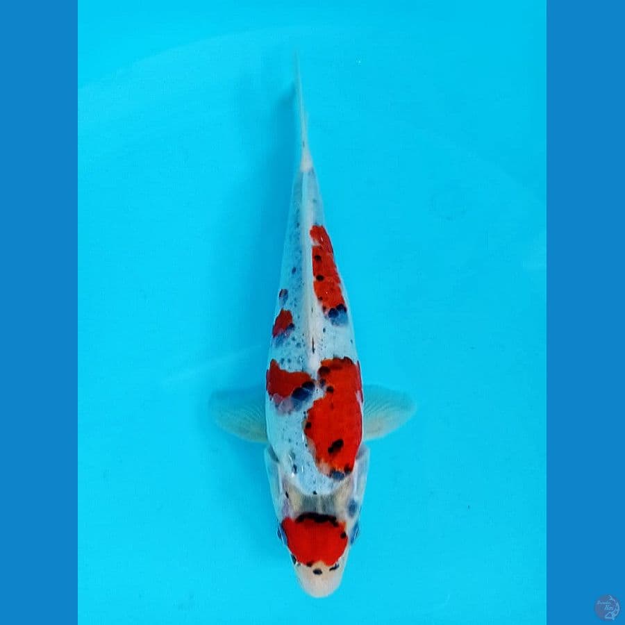 3- Maruten Kohaku Koromo 23cm