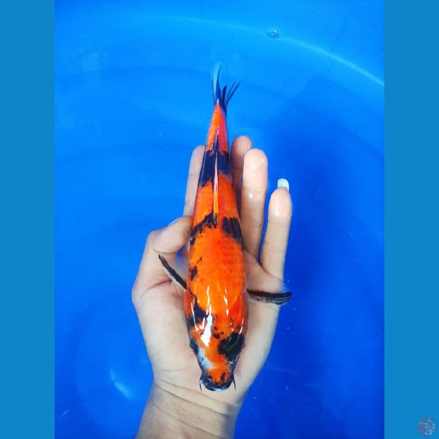 Hishowa 25cm