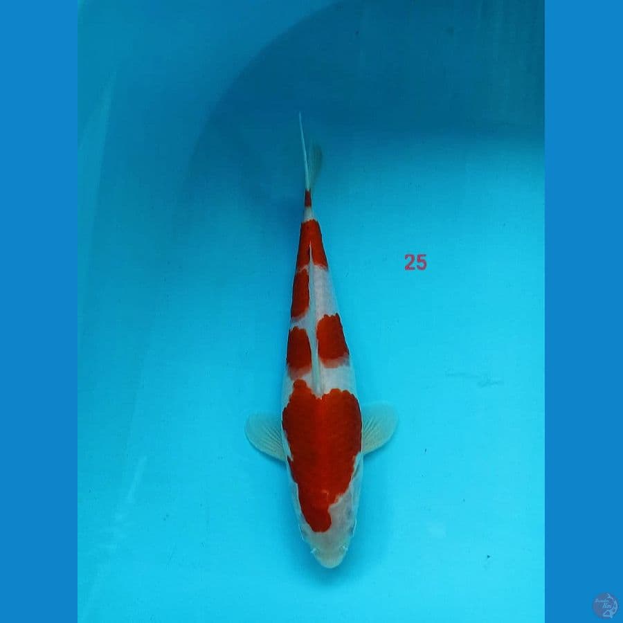 5- Kohaku 25cm