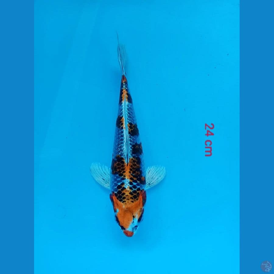 7- Kujaku 24cm