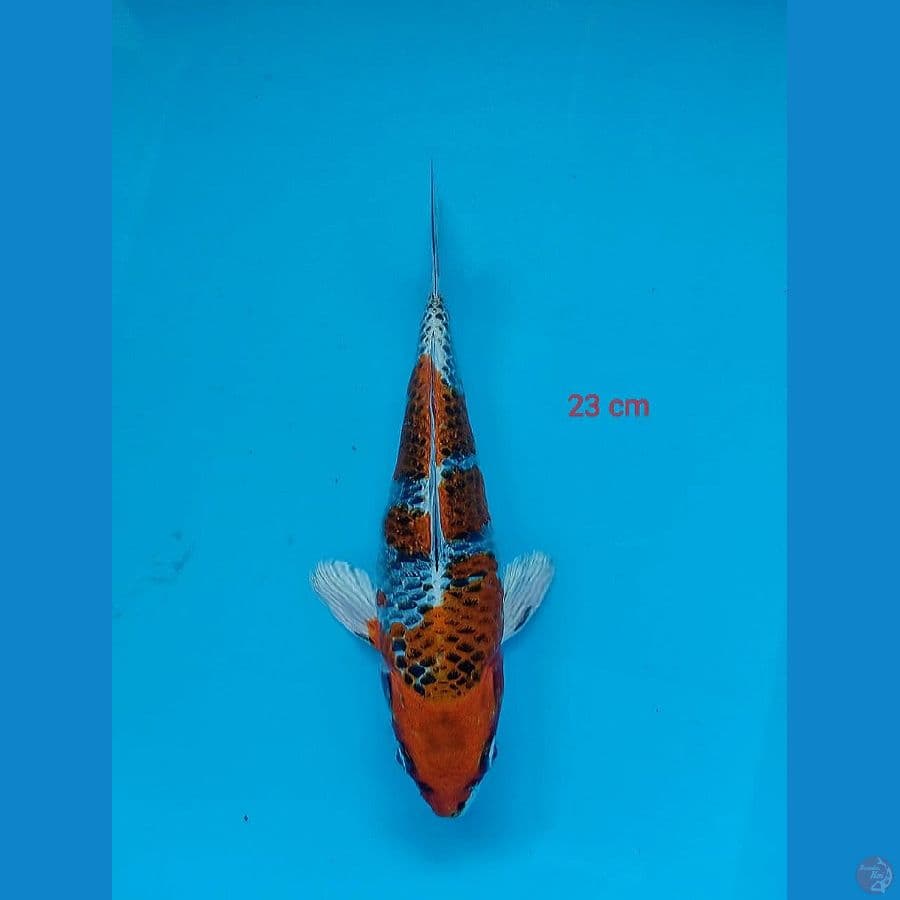 8- Kujaku 23cm