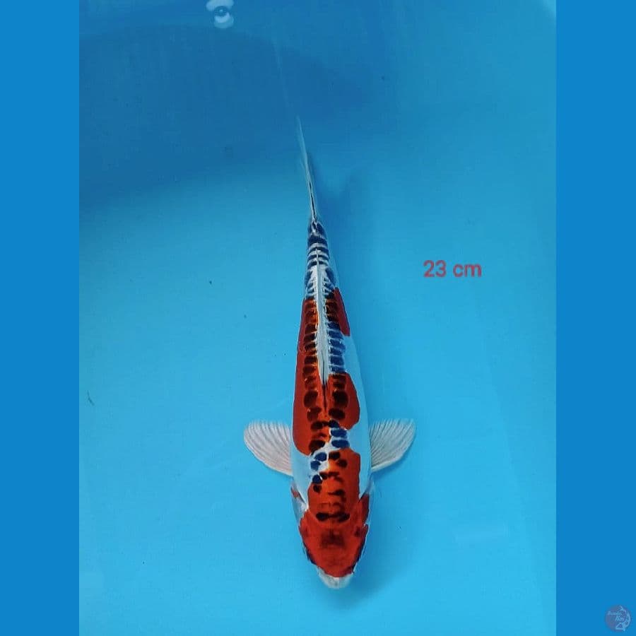 10- Kujaku doit 23cm