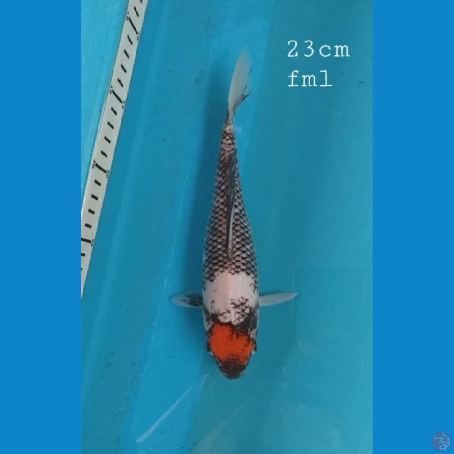 Tancho Benimatsukawabake 23cm/fml