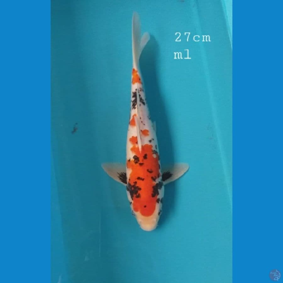 Benimatsukawabake 27cm/ml