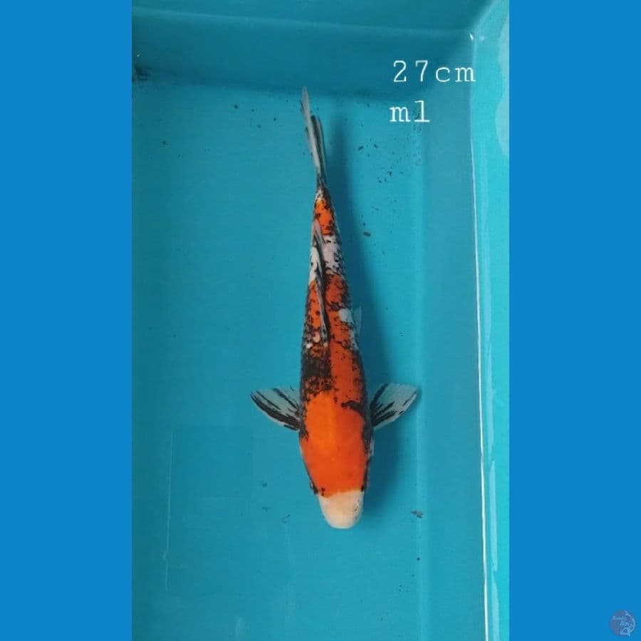 Benimatsukawabake 27cm/ml