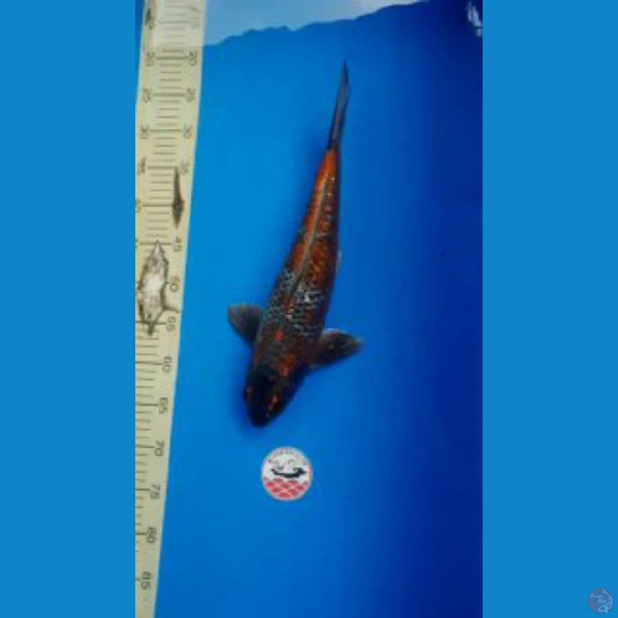 ginngrin kogane Ochiba 41cm/male