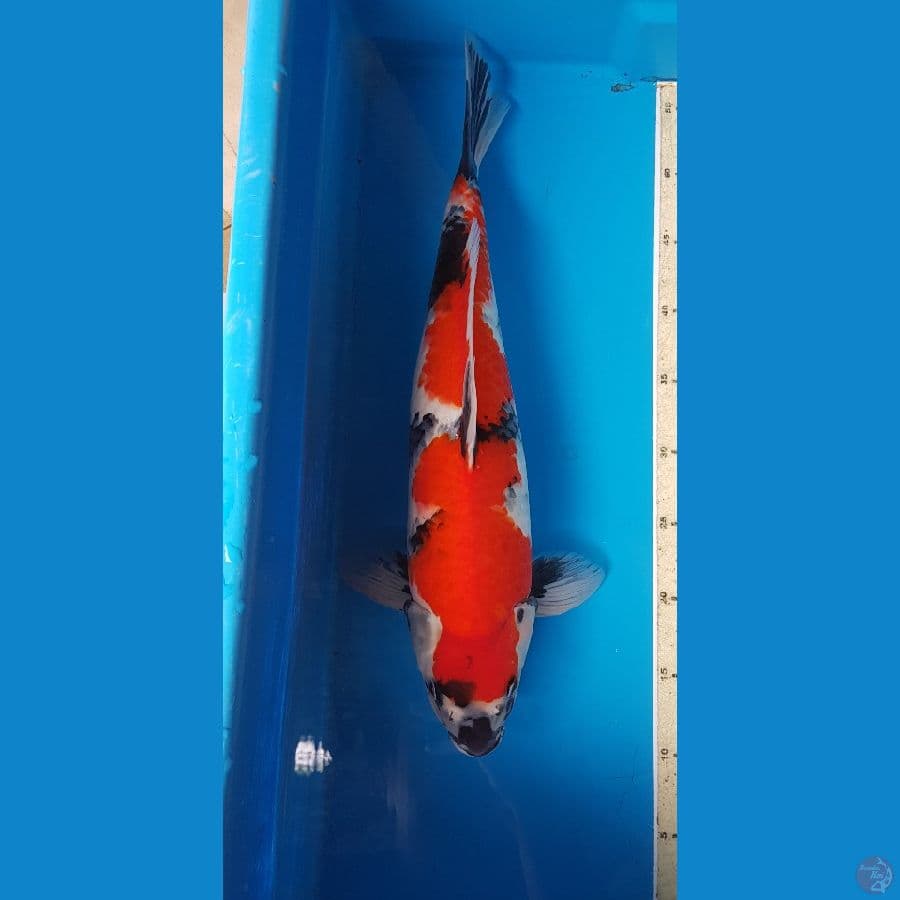 SHOWA NAZUMA 46 cm
