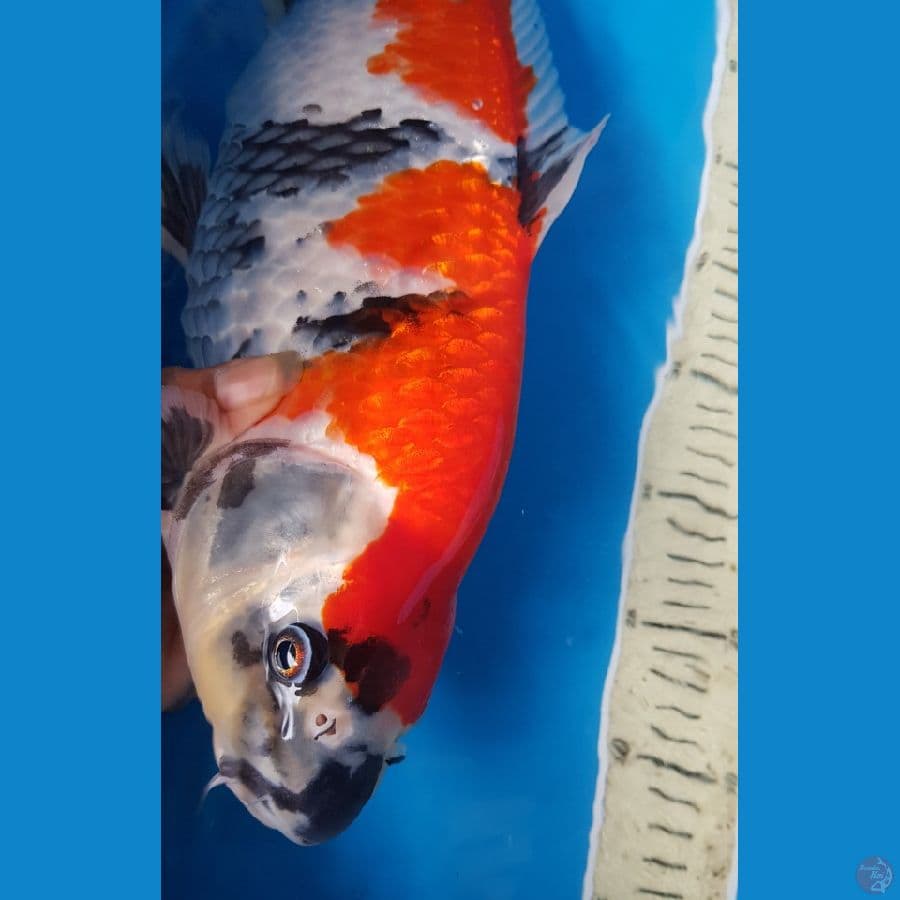 SHOWA NAZUMA 46 cm