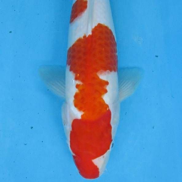 Smoke Pattern Kohaku