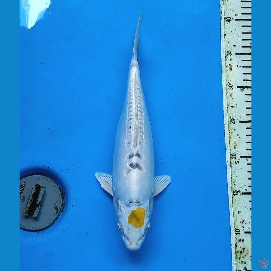 Tancho hariwake original 31cm
