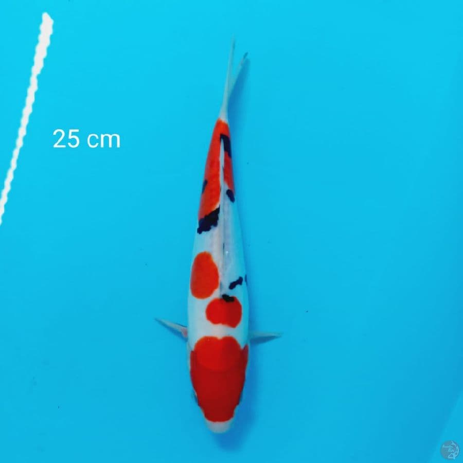 SANKE DOIT F1 25 cm