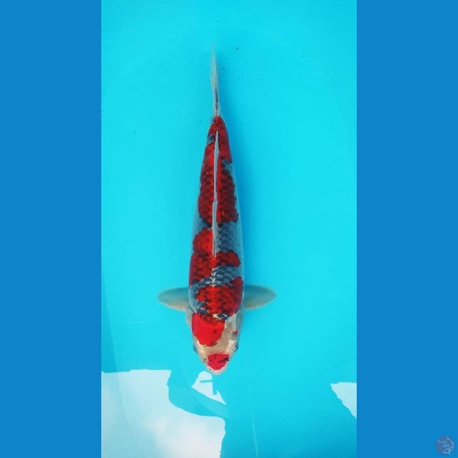 Ghosiki Male 42cm