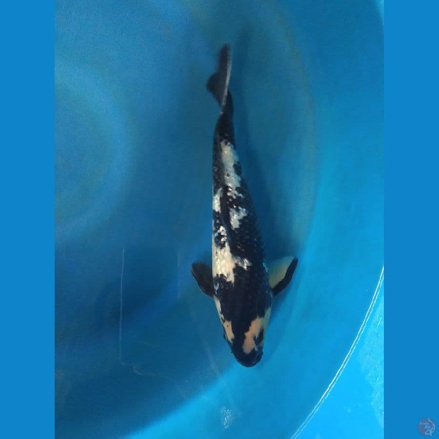 siro Gindrin 28cm